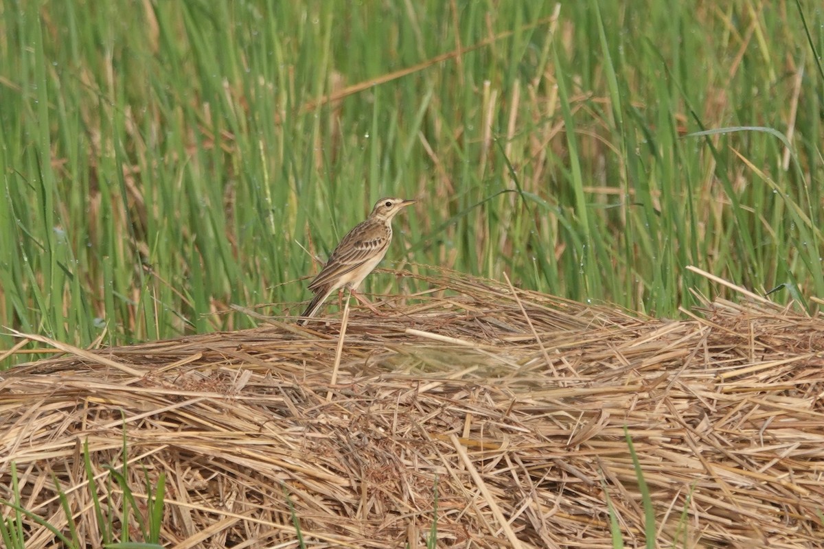 African Pipit (African) - ML614977597
