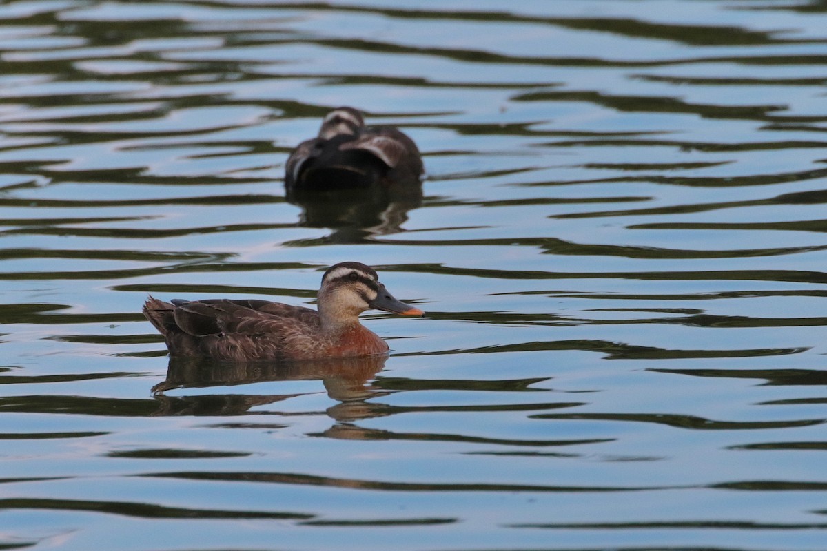Mallard x Eastern Spot-billed Duck (hybrid) - ML614977744