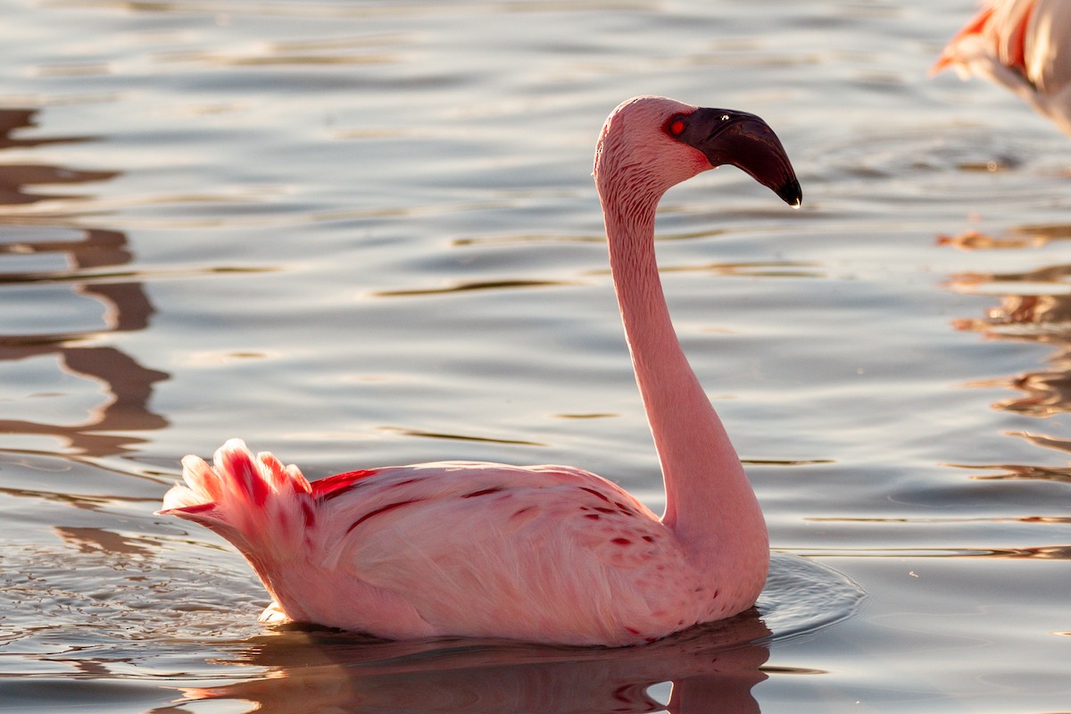 Lesser Flamingo - ML614978052