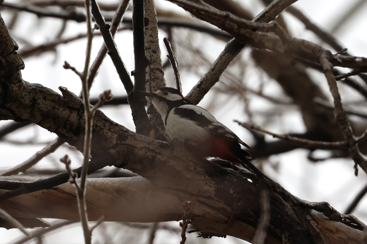 White-winged Woodpecker - ML614978455
