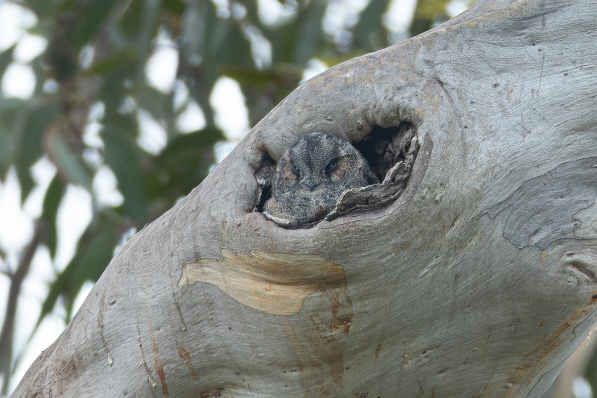 Australian Owlet-nightjar - ML614978663