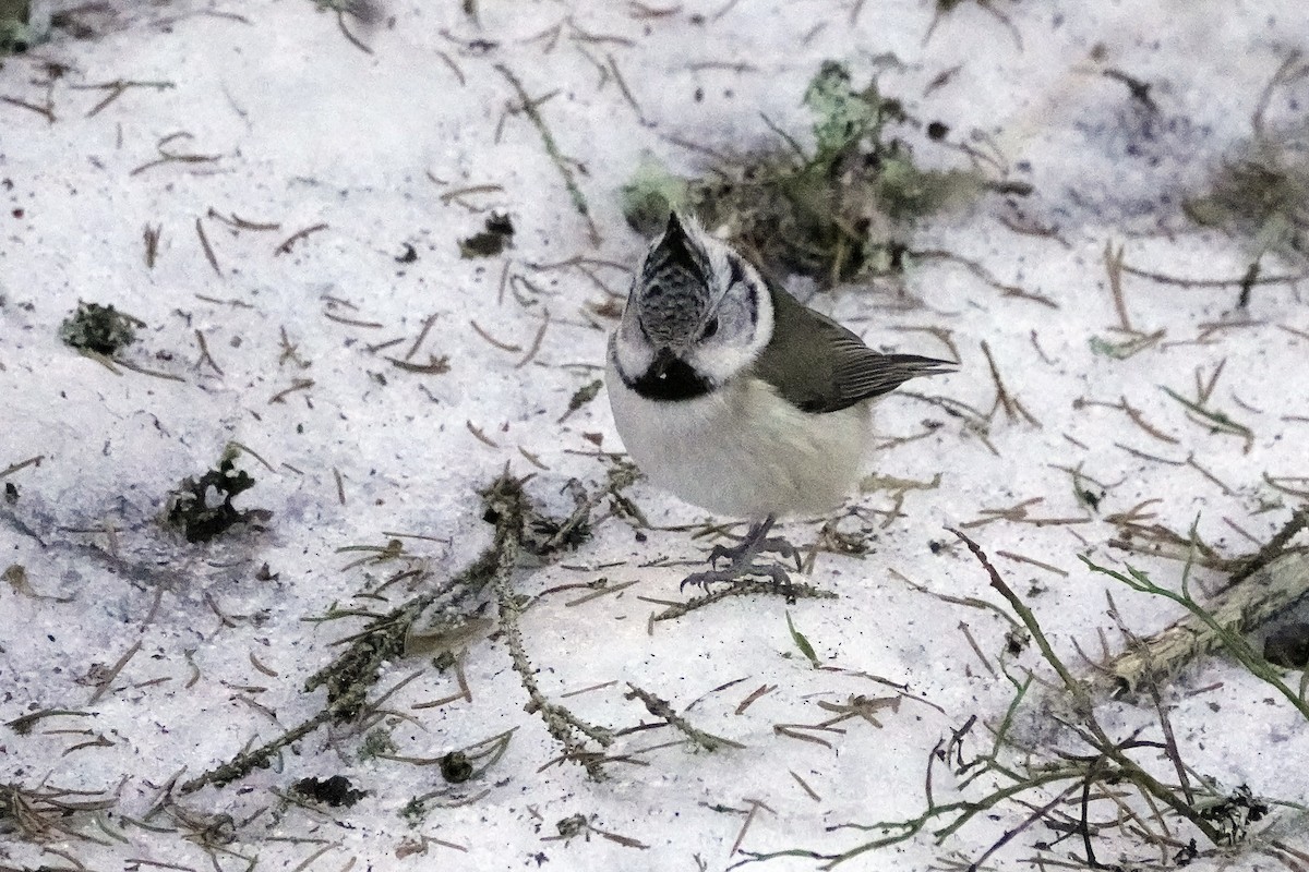 Crested Tit - ML614978835