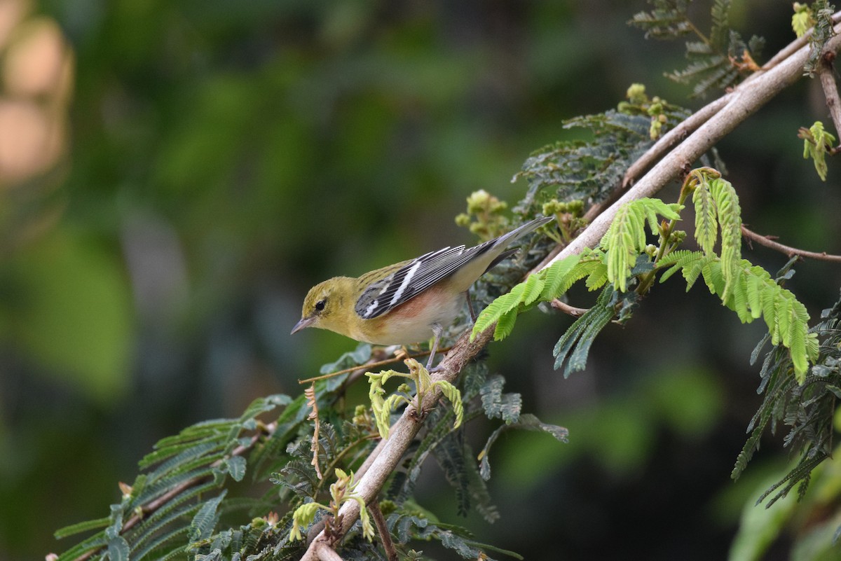 Bay-breasted Warbler - ML614978888