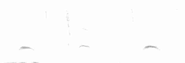 Élénie à cimier blanc (chilensis) - ML614979194