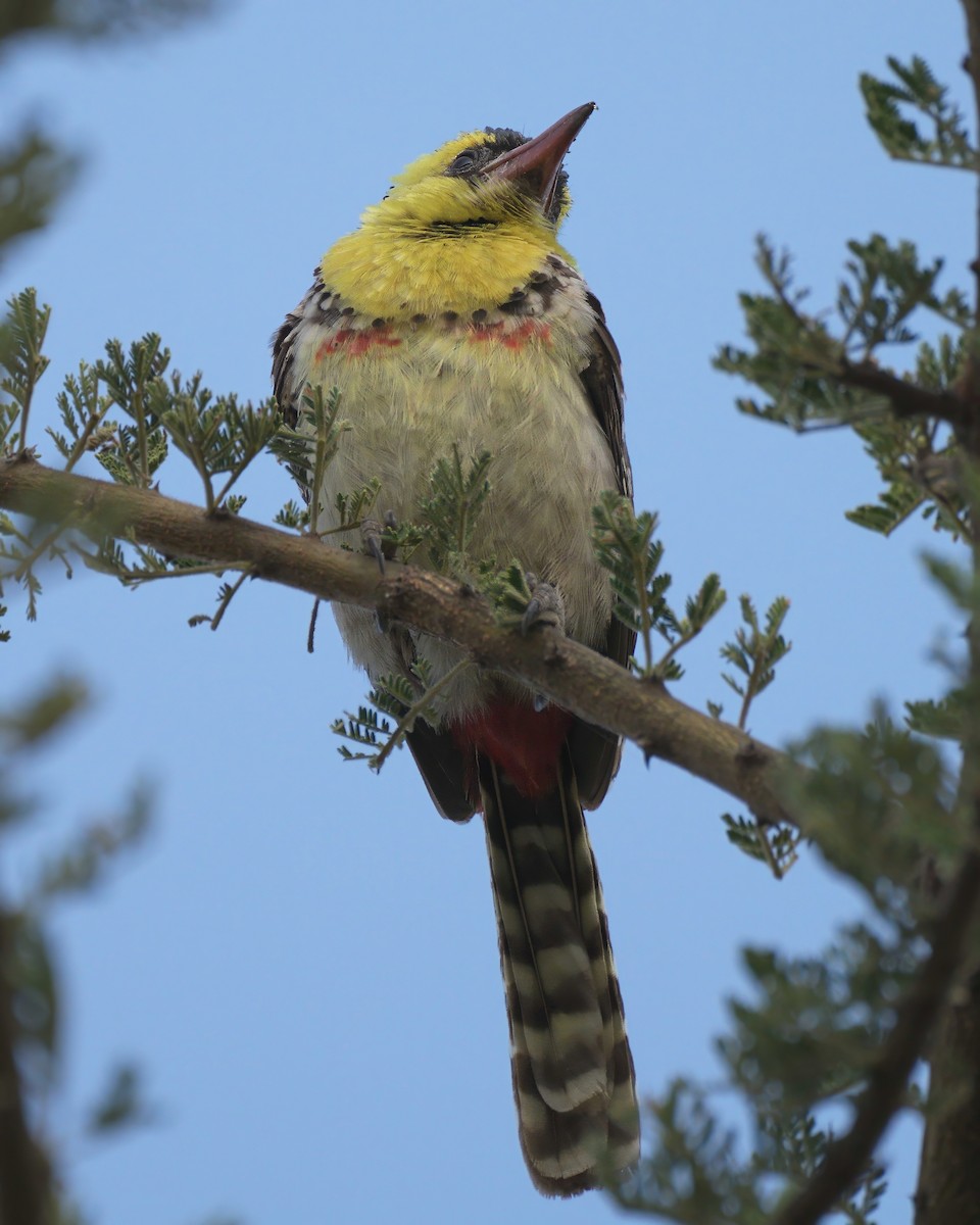 Yellow-breasted Barbet - ML614979219