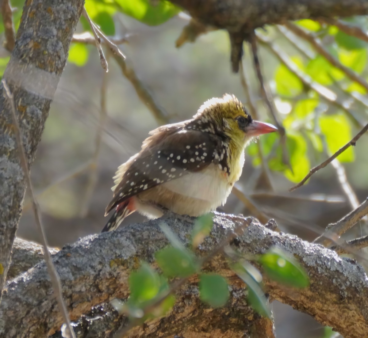 Yellow-breasted Barbet - ML614979246