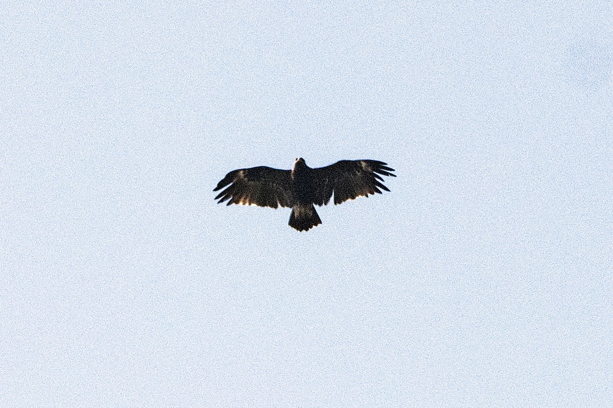 Greater Spotted Eagle - ML614979265