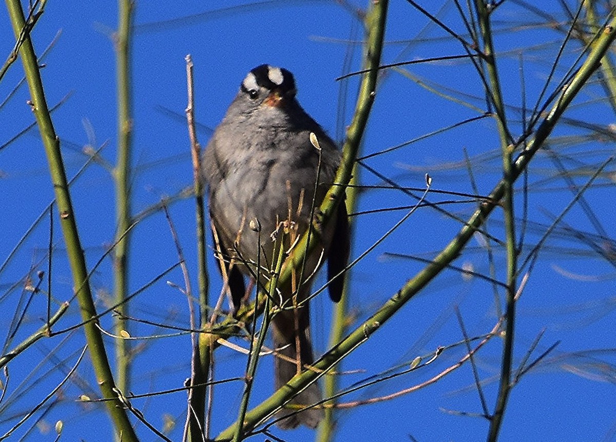 White-crowned Sparrow - ML614979351