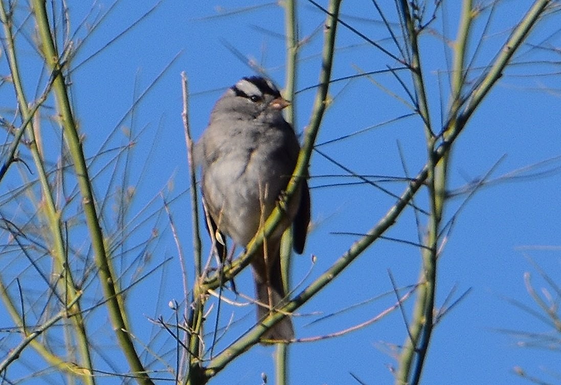 White-crowned Sparrow - ML614979478