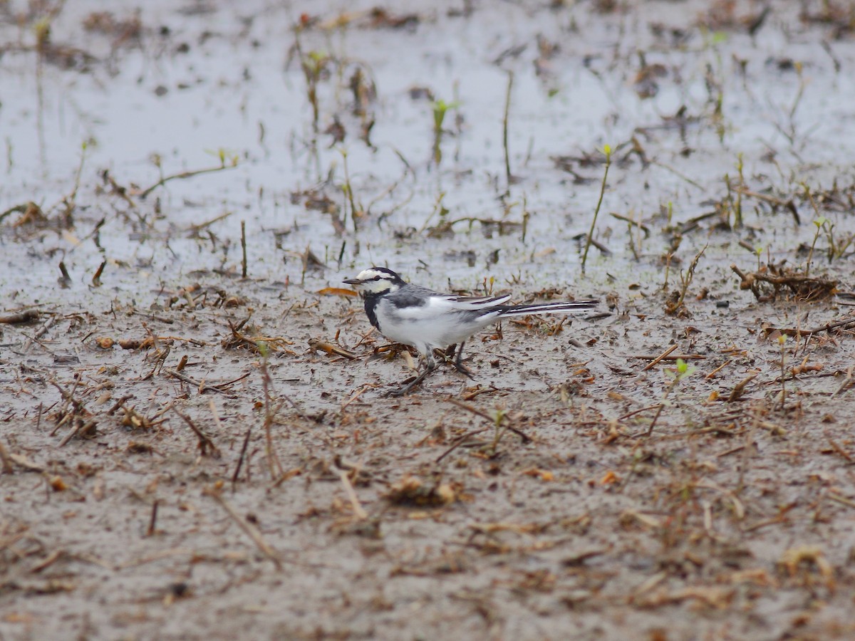 White Wagtail (Black-backed) - ML614979604