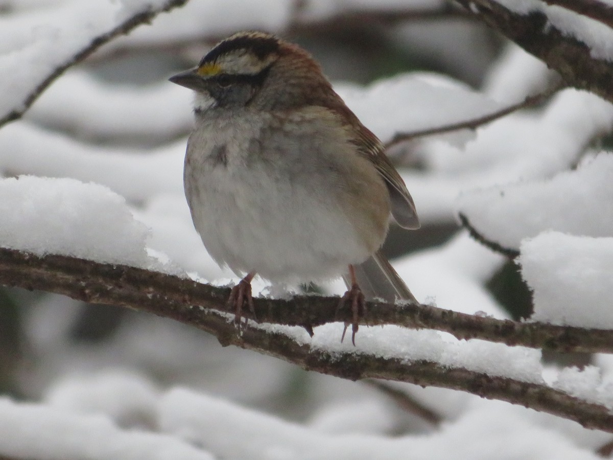 White-throated Sparrow - ML614979607