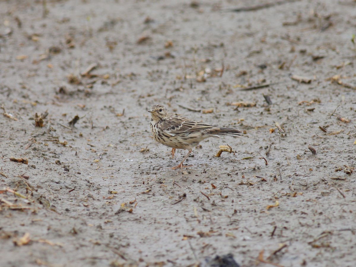 Red-throated Pipit - ML614979649