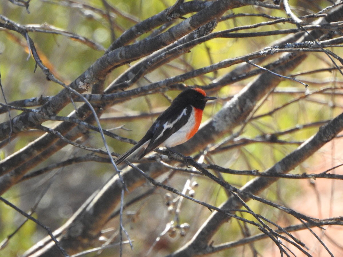 Red-capped Robin - ML614979670