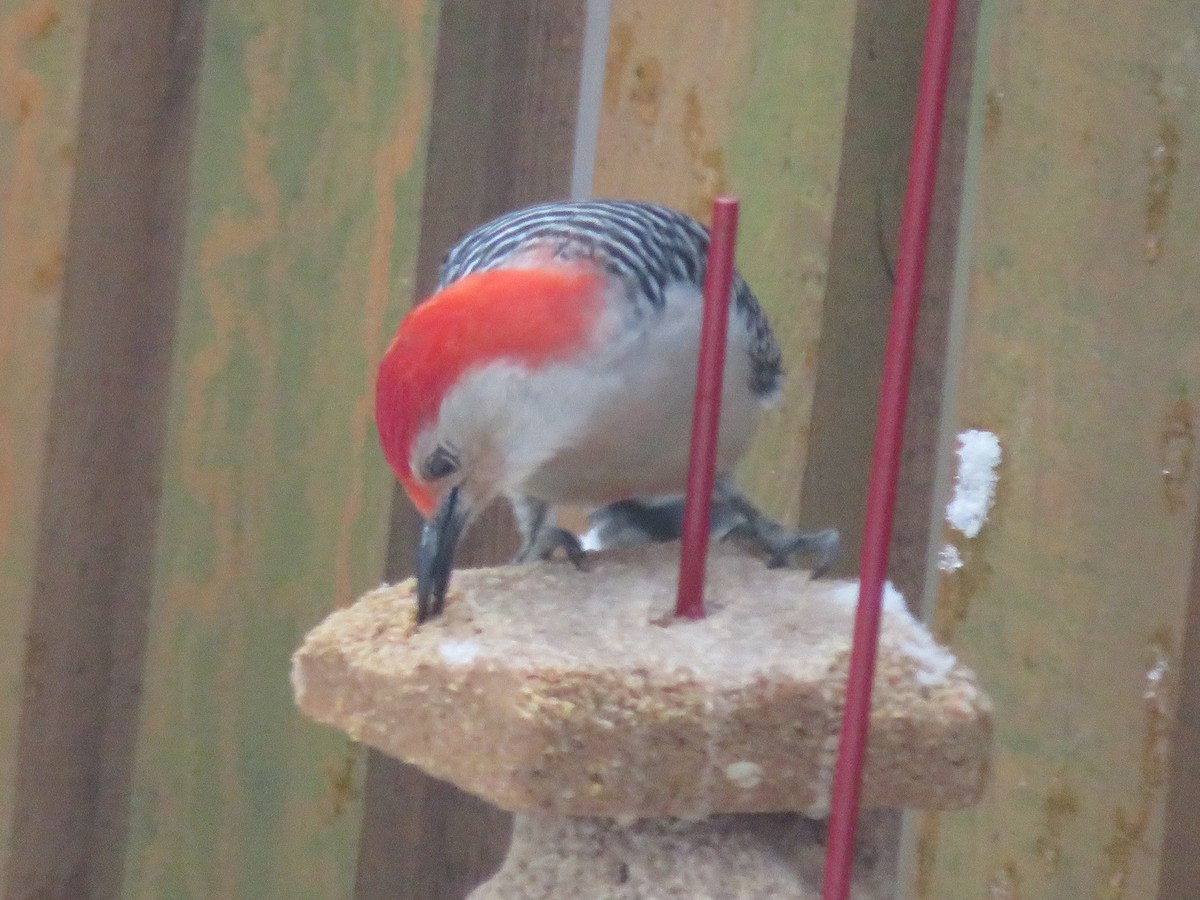 Red-bellied Woodpecker - ML614979671
