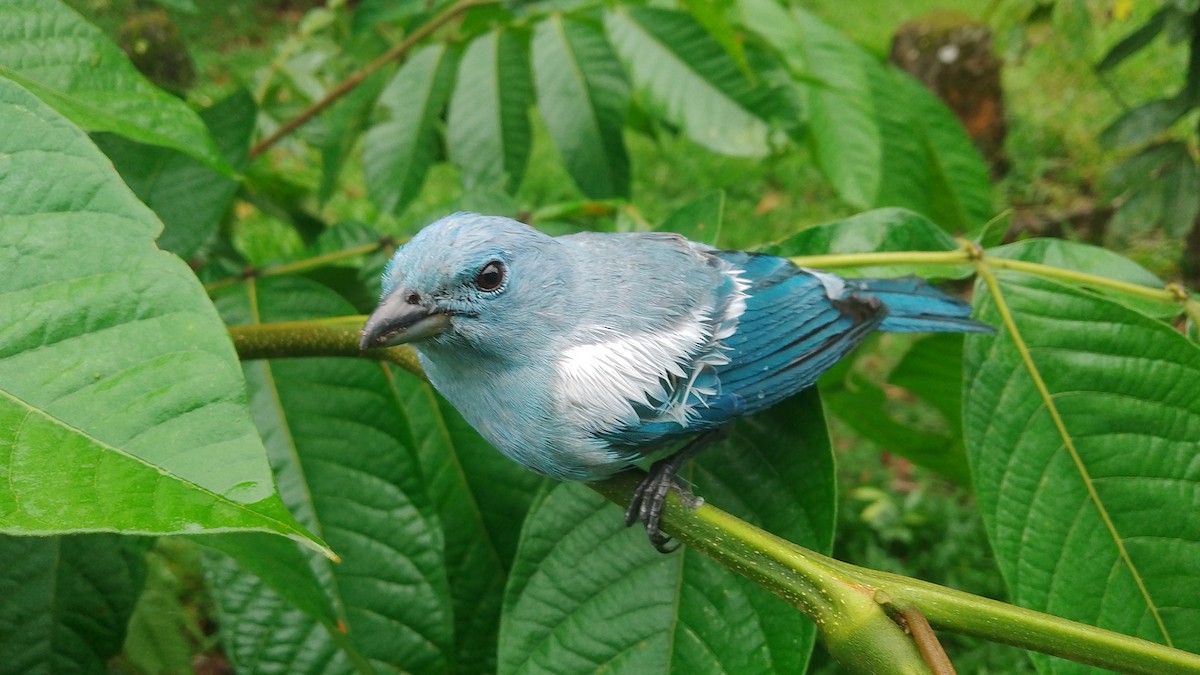 Blue-gray Tanager - ML614979847