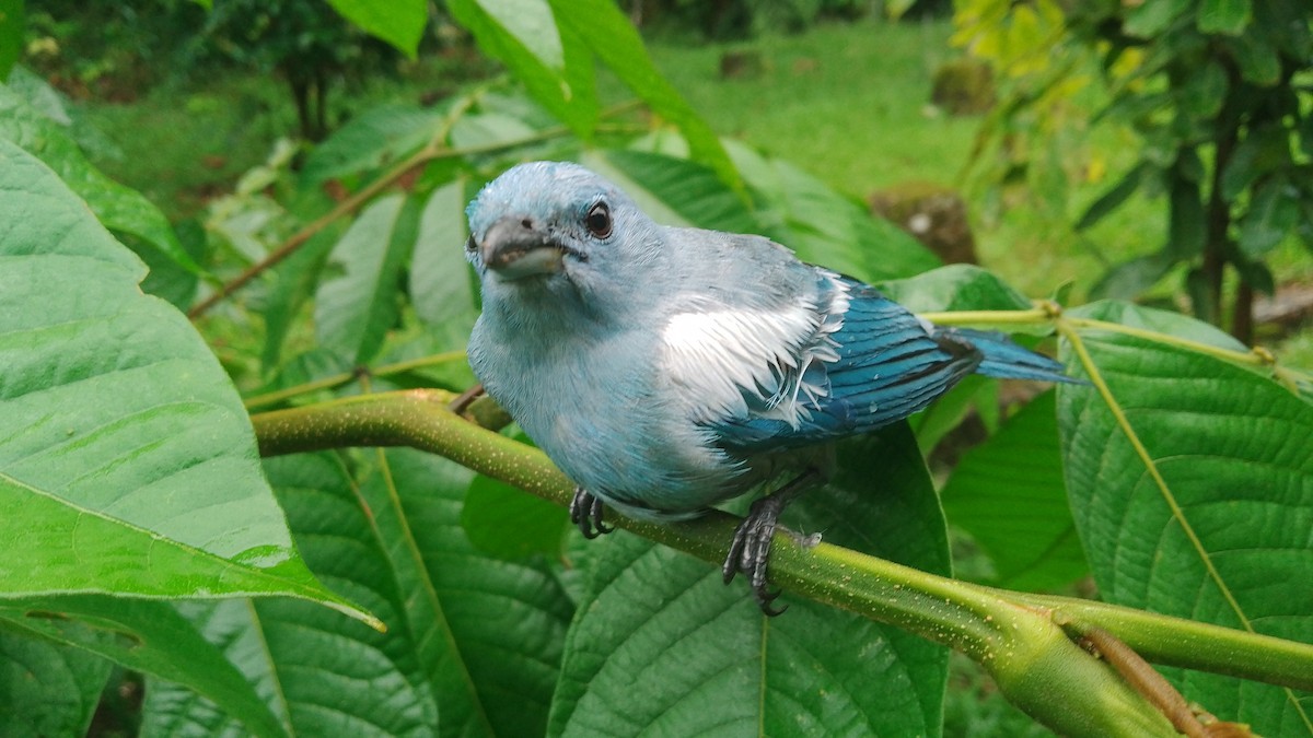 Blue-gray Tanager - ML614979853