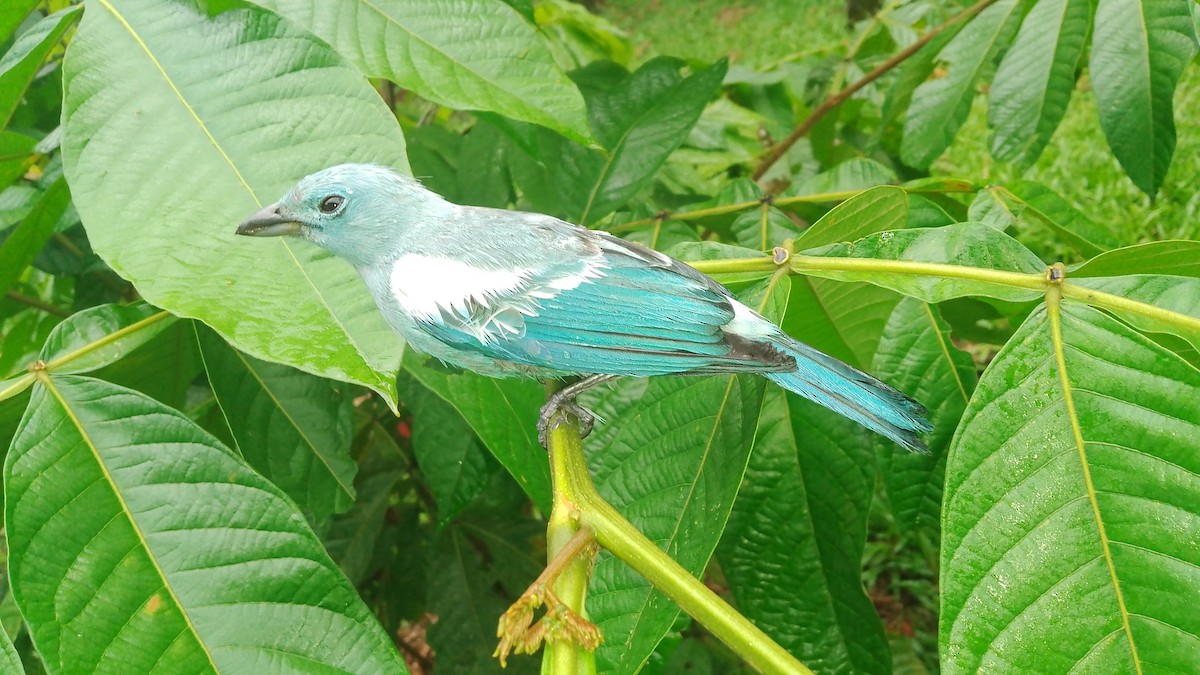 Blue-gray Tanager - ML614979856
