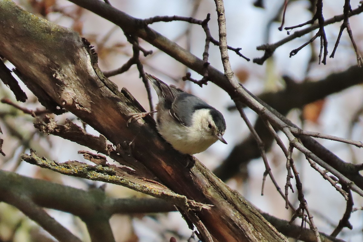 White-breasted Nuthatch - ML614979927