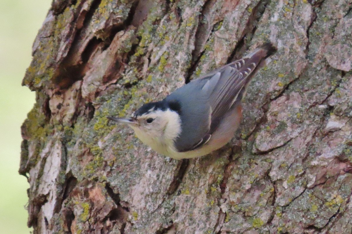 White-breasted Nuthatch - ML614979928