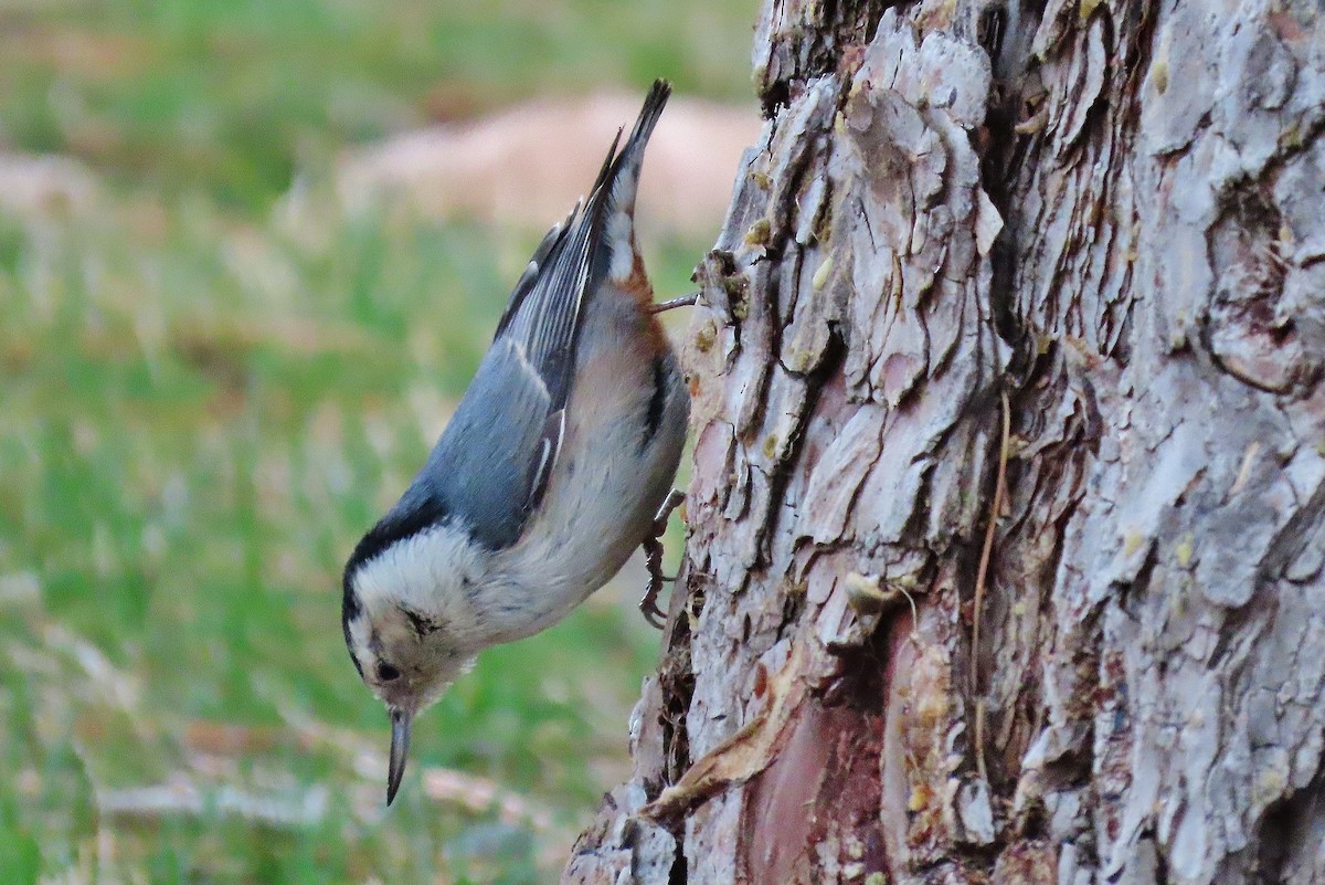 White-breasted Nuthatch - Craig Johnson