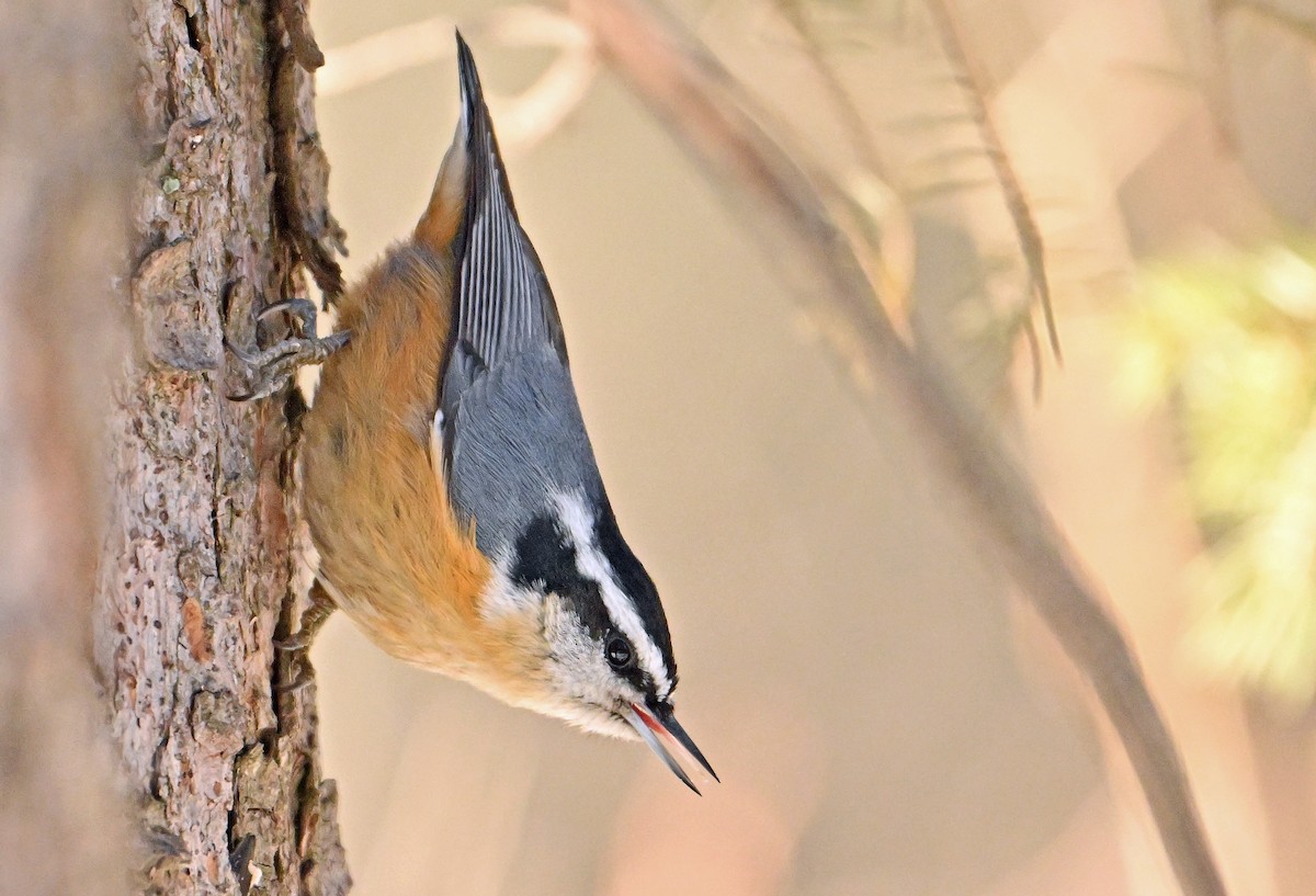 Red-breasted Nuthatch - Wayne Oakes