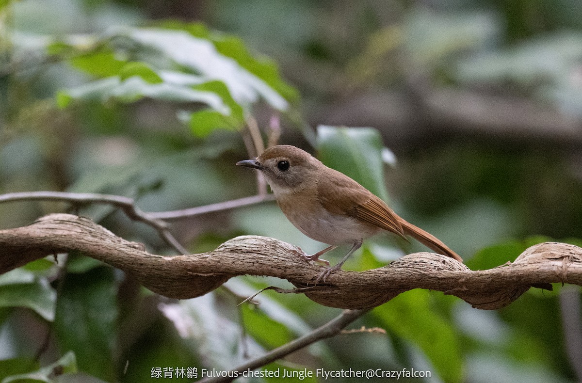 Fulvous-chested Jungle Flycatcher - ML614980164