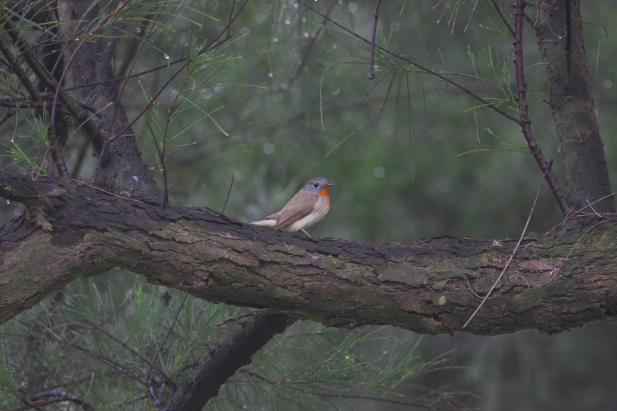 Red-breasted Flycatcher - chomskey wei