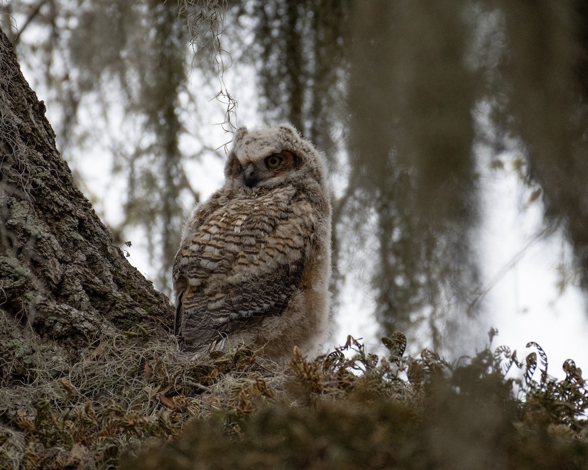 Great Horned Owl - ML614980376