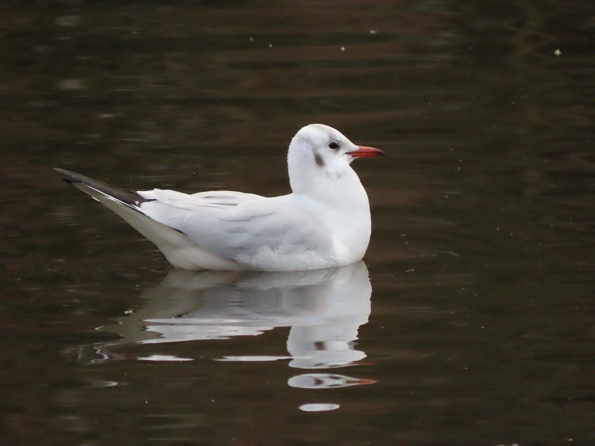 Mouette rieuse - ML614980472