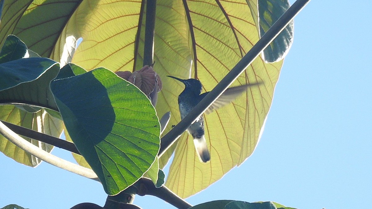 kolibřík bělokrký - ML614980520