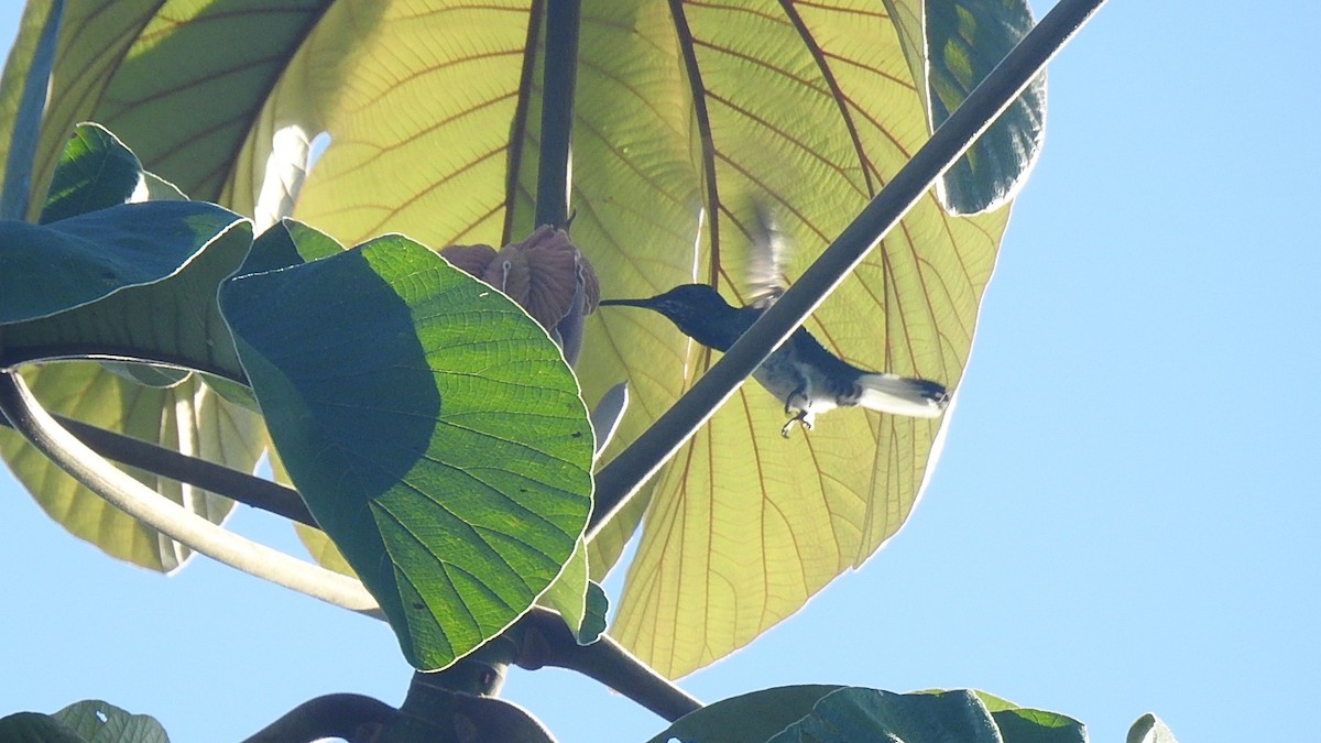 kolibřík bělokrký - ML614980521
