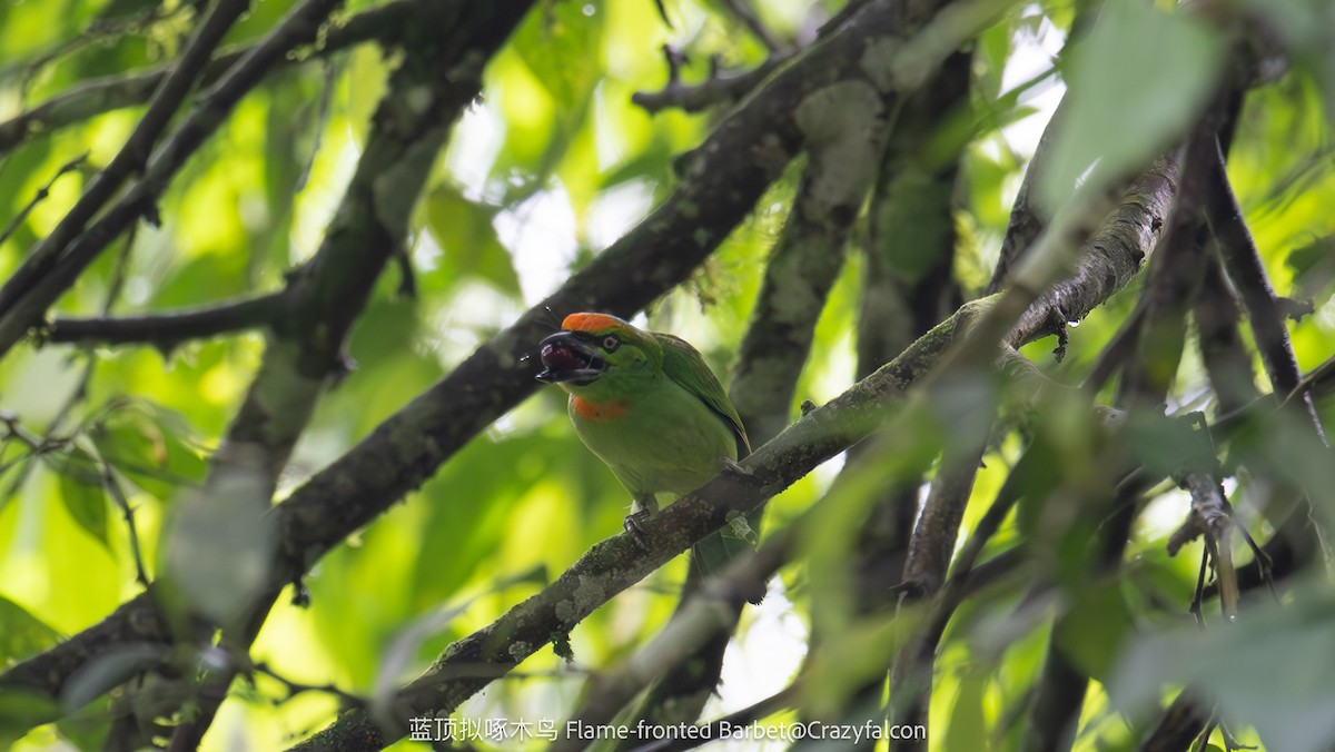 Flame-fronted Barbet - ML614980792