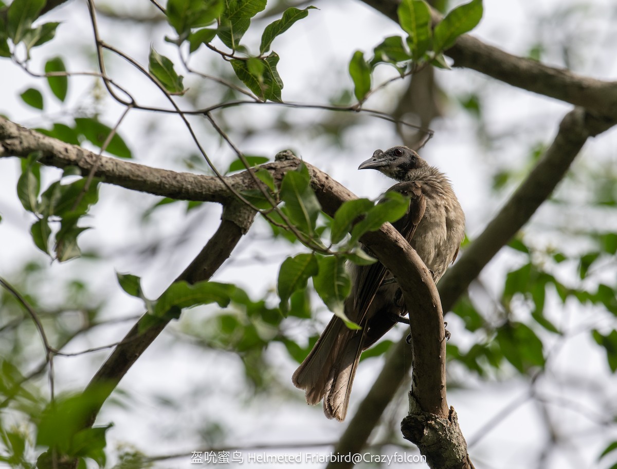 Helmeted Friarbird (Tenggara) - Qiang Zeng