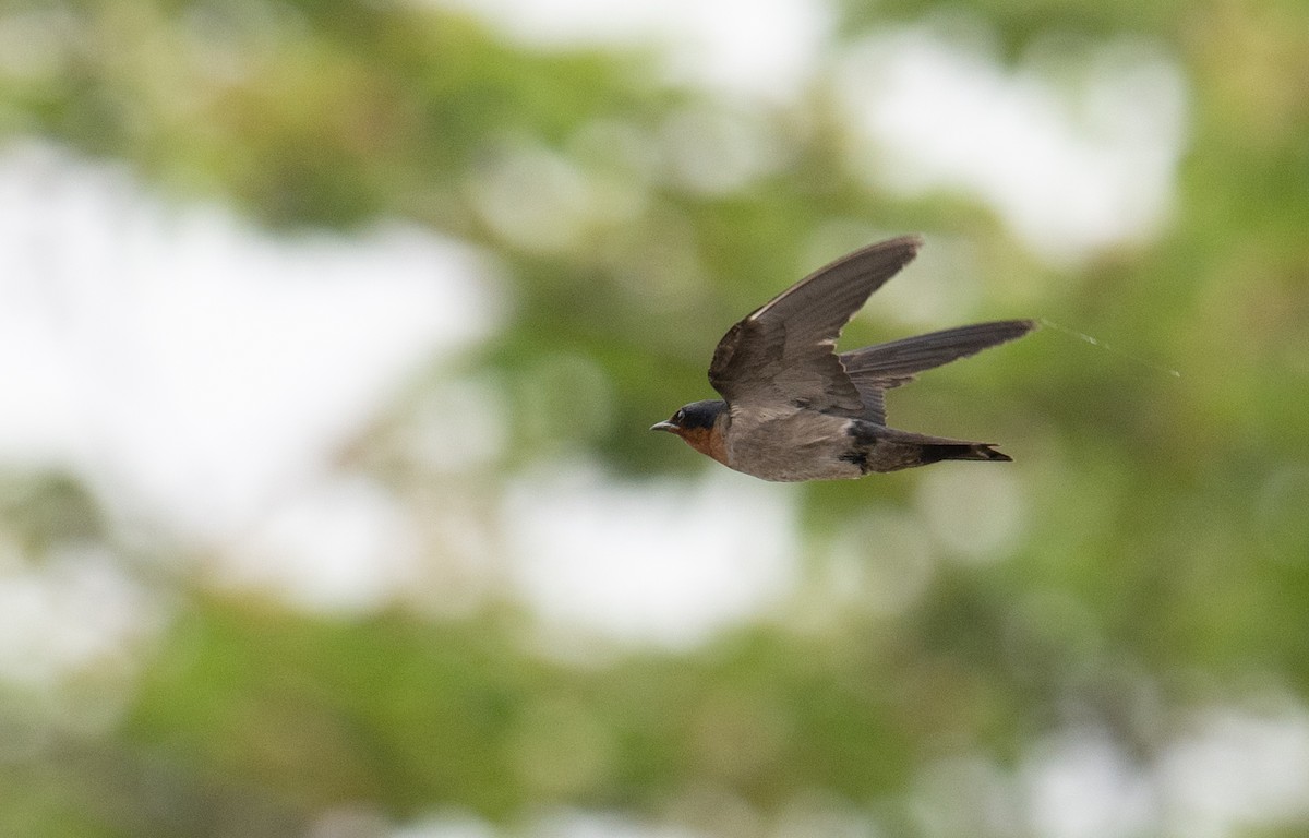 Pacific Swallow - ML614981362