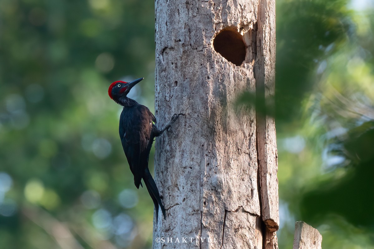 Andaman Woodpecker - ML614981451