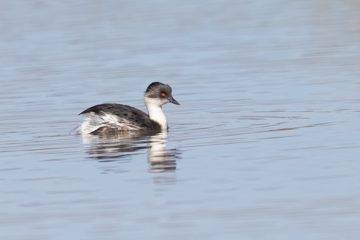 Silvery Grebe (Andean) - ML614981722