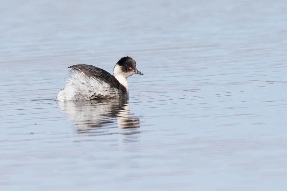 Silvery Grebe (Andean) - ML614981723