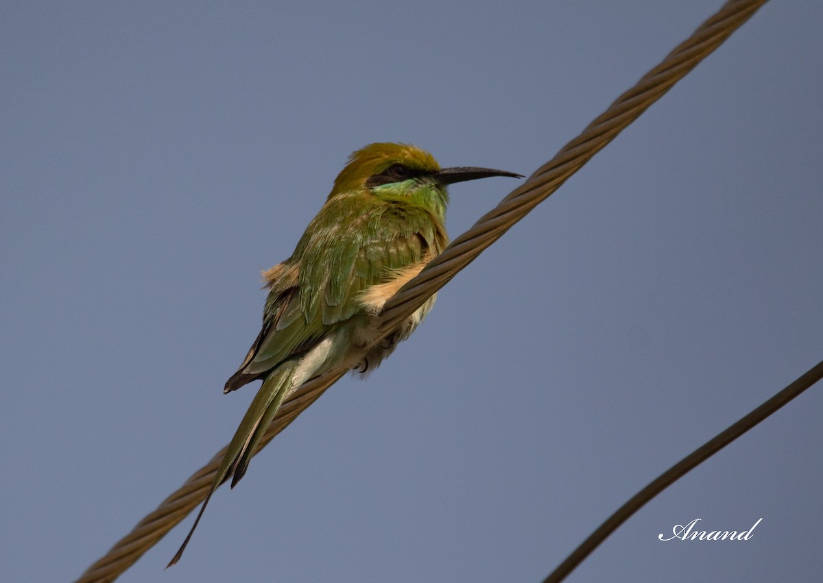 Asian Green Bee-eater - ML614981823