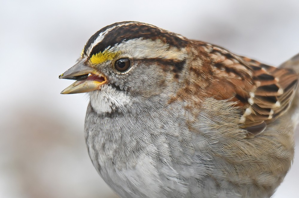 White-throated Sparrow - ML614982024