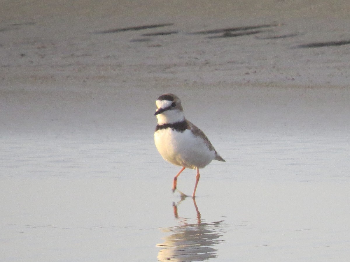 Collared Plover - ML614982458