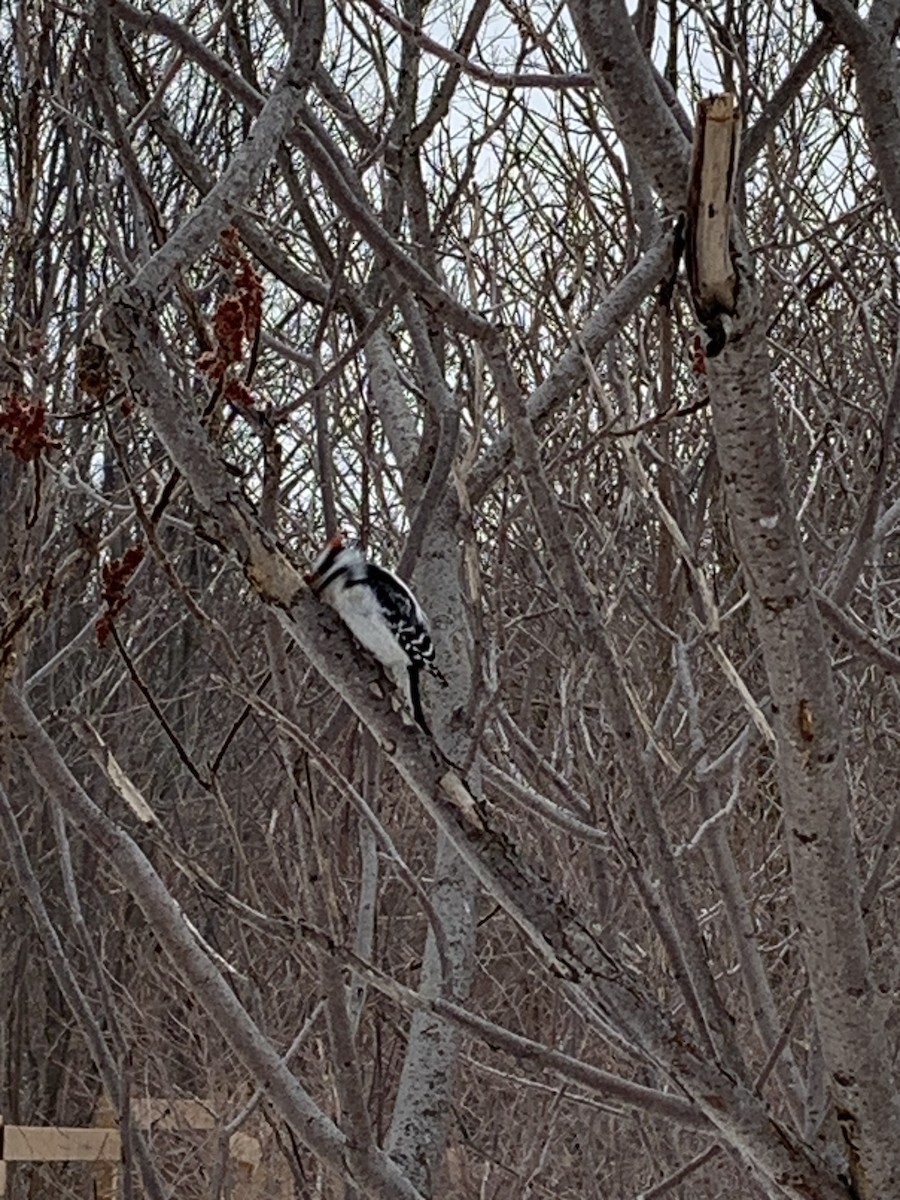 Great Backyard Bird Count Checklist 18 Feb 2024 downsview park 6