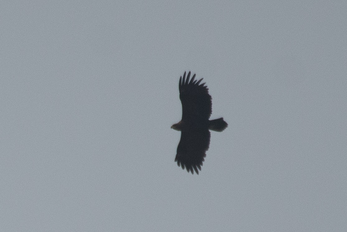 Greater Spotted Eagle - ML614982565