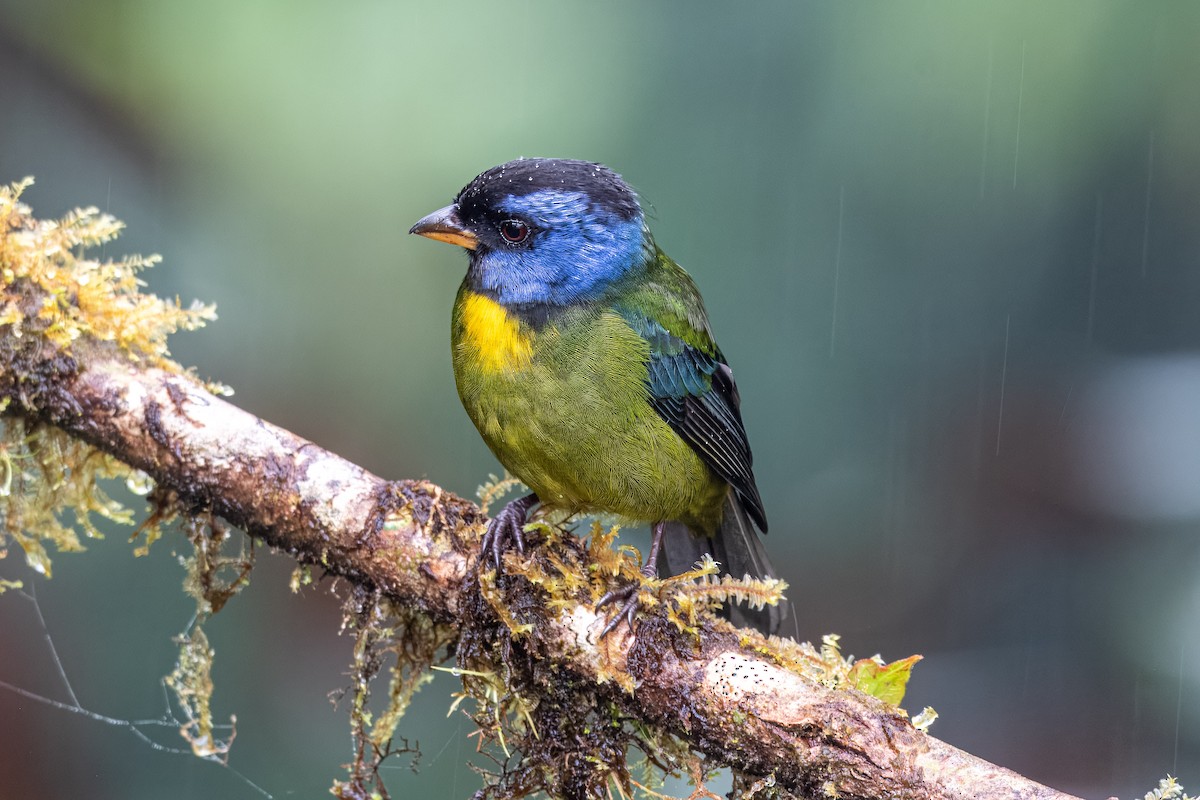 Moss-backed Tanager - ML614982822