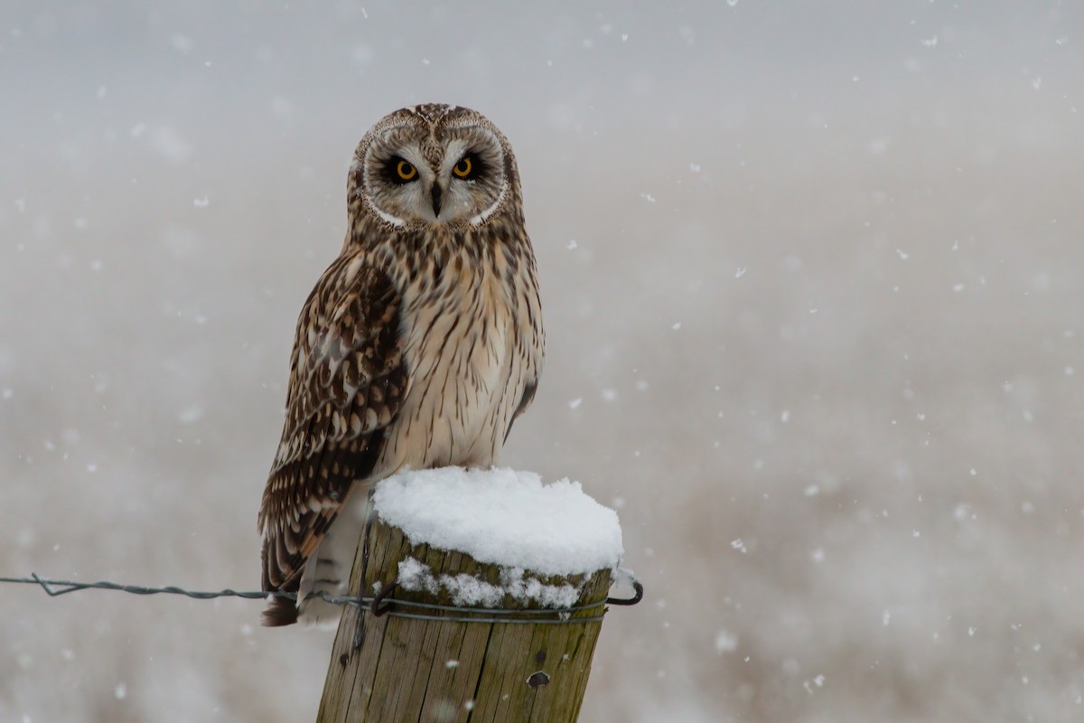 Short-eared Owl - James Kroeker