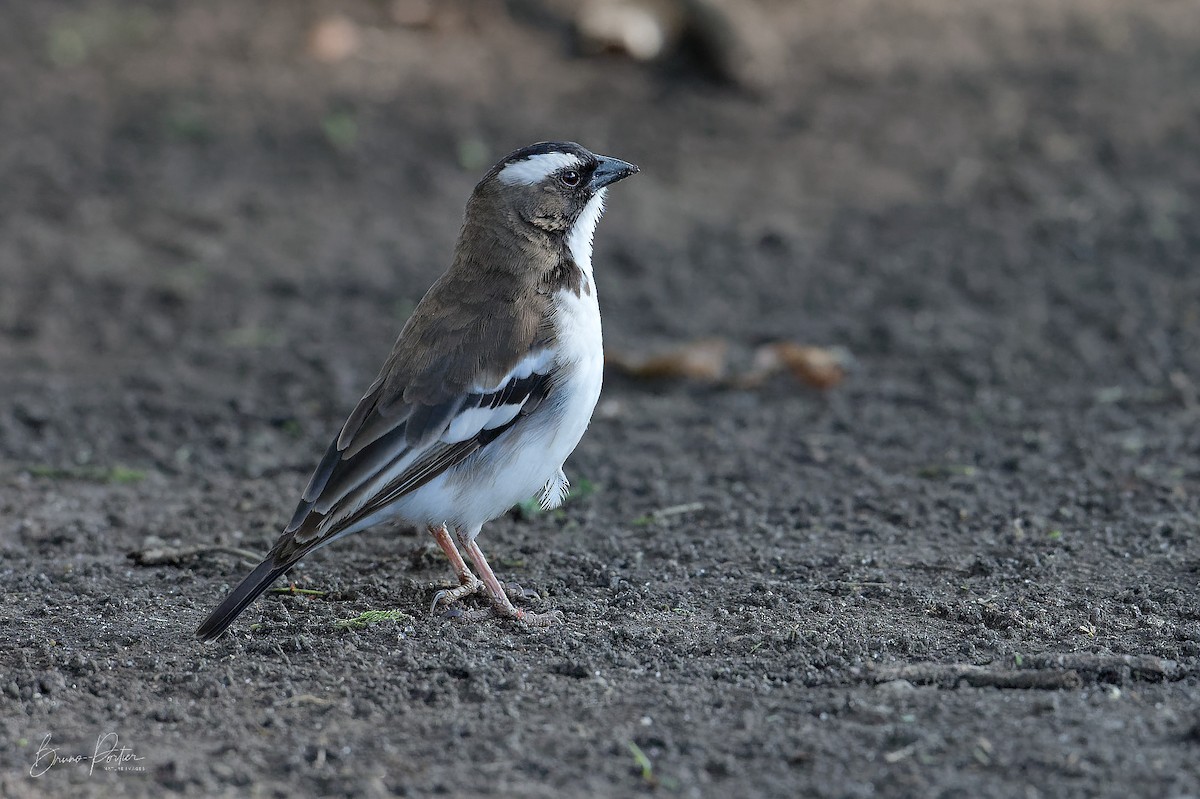 White-browed Sparrow-Weaver - ML614982966