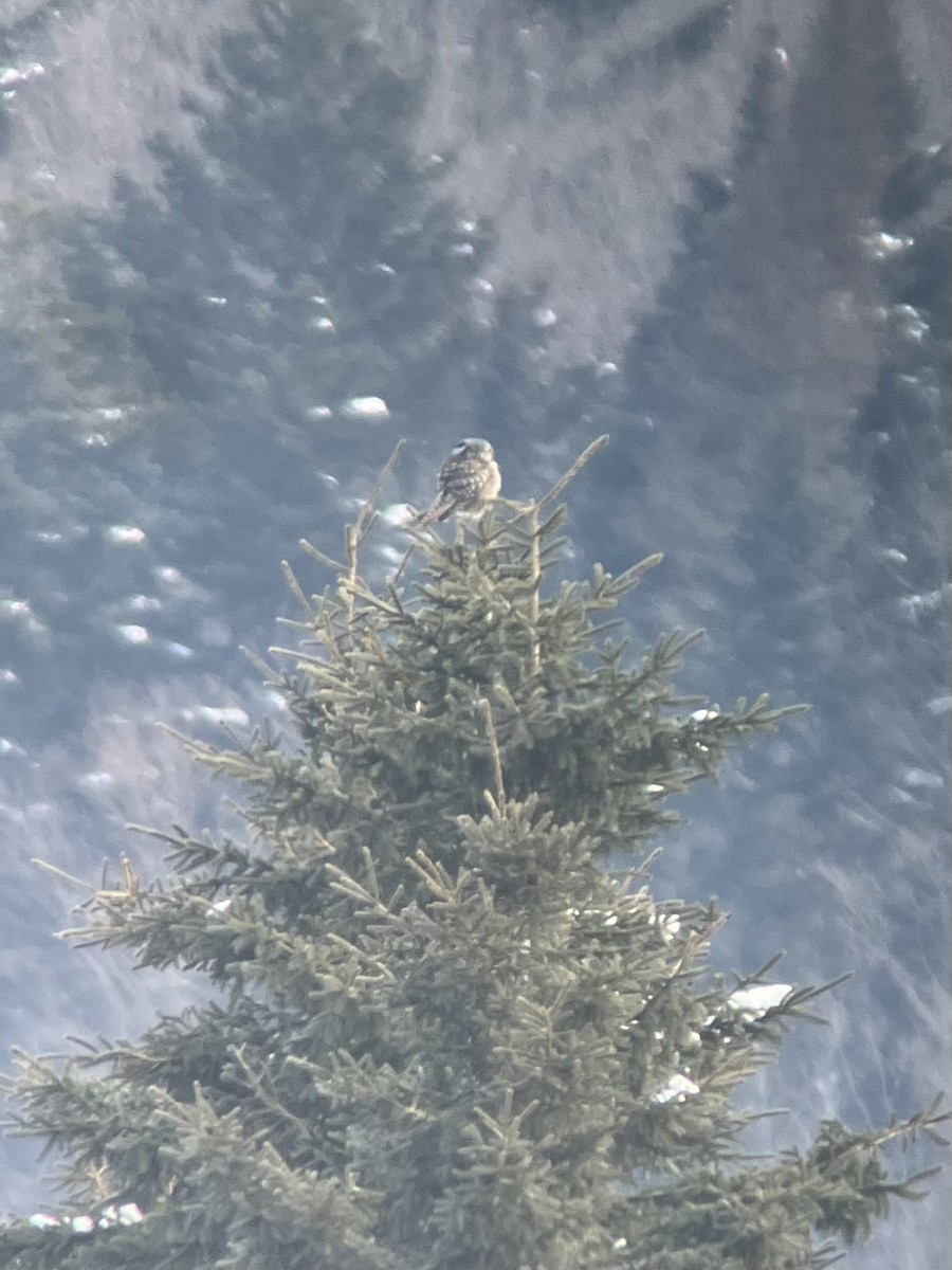 Northern Hawk Owl - ML614982973