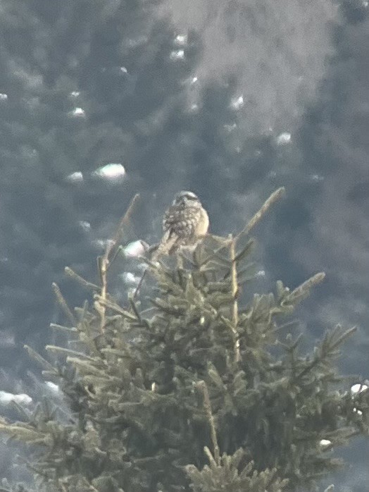 Northern Hawk Owl - ML614982974