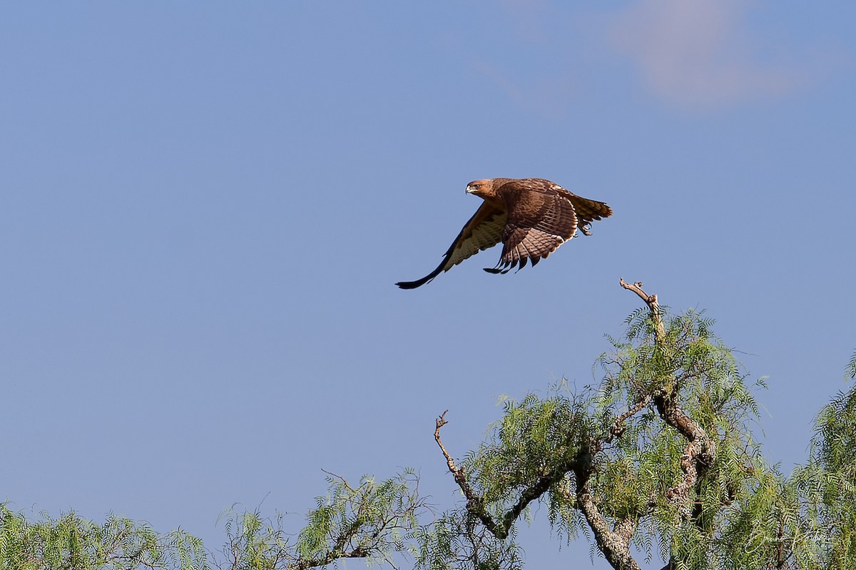 African Hawk-Eagle - ML614983009