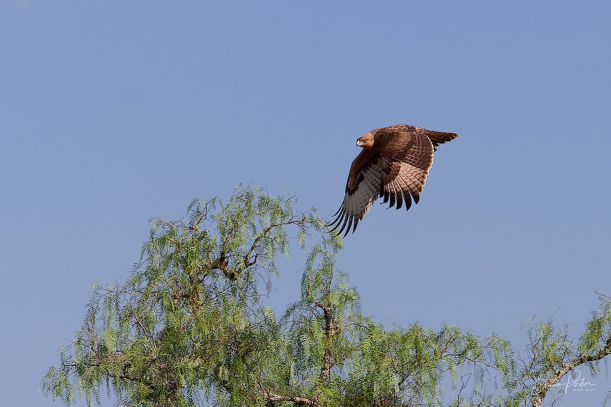 African Hawk-Eagle - Bruno Portier