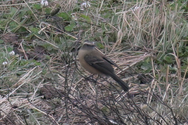 Crowned Chat-Tyrant - ML614983064